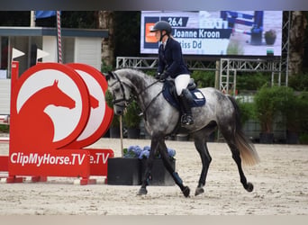 KWPN, Gelding, 9 years, 15.1 hh, Grey