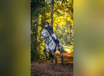 KWPN, Gelding, 9 years, 15.1 hh, Grey