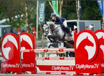 KWPN, Gelding, 9 years, 15.1 hh, Grey