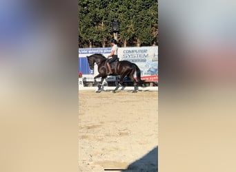 KWPN, Gelding, 9 years, 15.3 hh, Smoky-Black