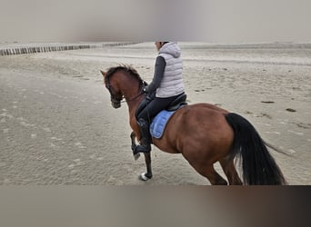 KWPN, Gelding, 9 years, 15,2 hh, Brown