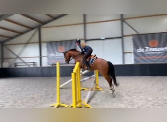 KWPN, Gelding, 9 years, 15,2 hh, Brown