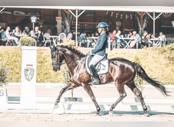 KWPN, Gelding, 9 years, 15,3 hh, Smoky-Black