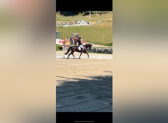 KWPN, Gelding, 9 years, 15,3 hh, Smoky-Black