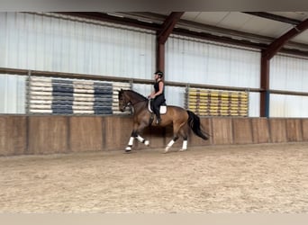 KWPN, Gelding, 9 years, 16.1 hh, Bay-Dark