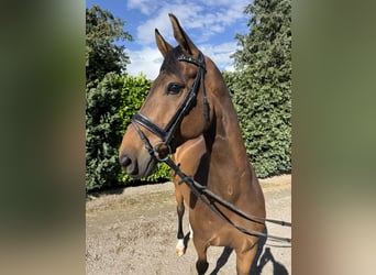 KWPN, Gelding, 9 years, 16.1 hh, Bay-Dark