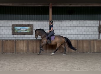 KWPN, Gelding, 9 years, 16.1 hh, Bay-Dark