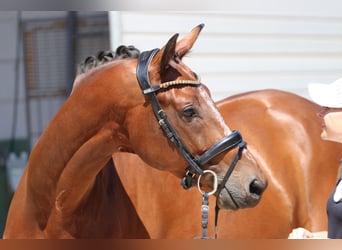 KWPN, Gelding, 9 years, 16.1 hh, Brown