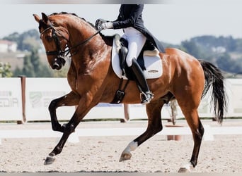 KWPN, Gelding, 9 years, 16.1 hh, Brown-Light