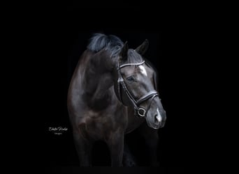 KWPN, Gelding, 9 years, 16,1 hh, Smoky-Black