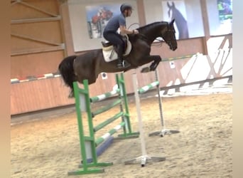 KWPN, Gelding, 9 years, 16,1 hh, Smoky-Black