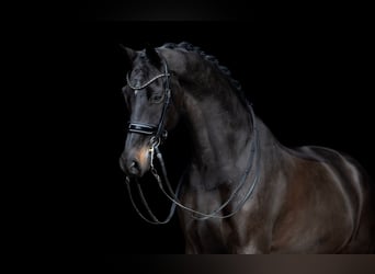 KWPN, Gelding, 9 years, 16,2 hh, Bay-Dark