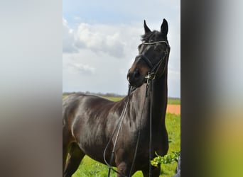 KWPN, Gelding, 9 years, 16.2 hh, Bay-Dark