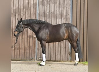 KWPN, Gelding, 9 years, 16.2 hh, Bay-Dark