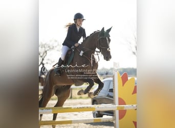 KWPN, Gelding, 9 years, 16,2 hh, Bay-Dark