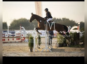 KWPN, Gelding, 9 years, 16,2 hh, Bay-Dark