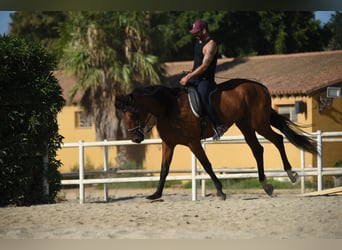 KWPN Mix, Gelding, 9 years, 16.2 hh, Brown-Light