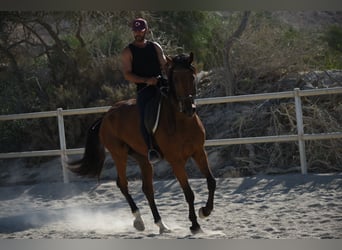 KWPN Mix, Gelding, 9 years, 16.2 hh, Brown-Light