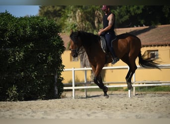 KWPN Mix, Gelding, 9 years, 16.2 hh, Brown-Light