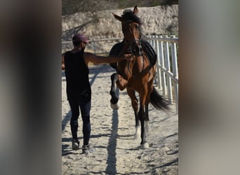 KWPN Mix, Gelding, 9 years, 16.2 hh, Brown-Light