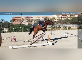 KWPN Mix, Gelding, 9 years, 16.2 hh, Brown-Light