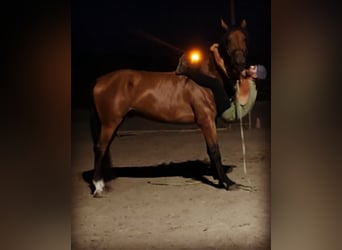 KWPN Mix, Gelding, 9 years, 16.2 hh, Brown-Light