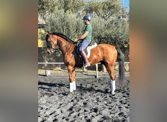 KWPN Mix, Gelding, 9 years, 16.2 hh, Brown-Light