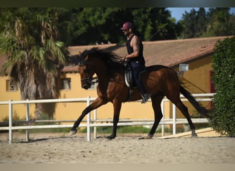 KWPN Mix, Gelding, 9 years, 16.2 hh, Brown-Light