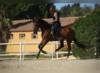 KWPN Mix, Gelding, 9 years, 16.2 hh, Brown-Light