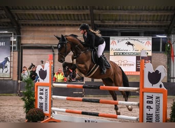 KWPN, Gelding, 9 years, 16.2 hh, Brown