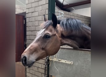 KWPN, Gelding, 9 years, 16,2 hh, Brown