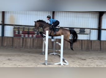 KWPN, Gelding, 9 years, 16,2 hh, Brown