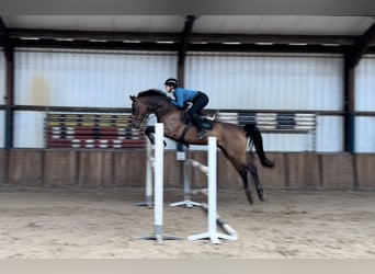 KWPN, Gelding, 9 years, 16,2 hh, Brown