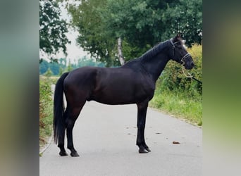 KWPN, Gelding, 9 years, 16.3 hh, Black