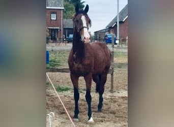 KWPN, Wallach, 9 Jahre, 16,3 hh, Hellbrauner