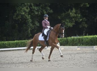 KWPN, Gelding, 9 years, 16 hh, Chestnut-Red