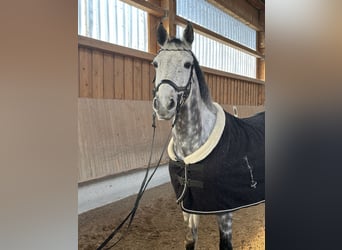 KWPN, Gelding, 9 years, 16 hh, Grey-Dapple