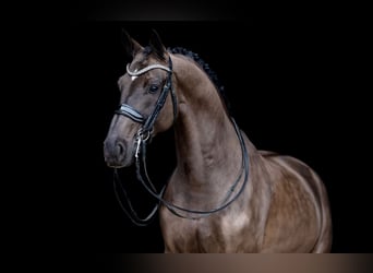 KWPN, Gelding, 9 years, 16,1 hh, Black