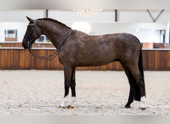 KWPN, Gelding, 9 years, 16,1 hh, Black