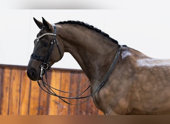 KWPN, Gelding, 9 years, 16,1 hh, Black