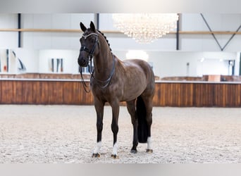 KWPN, Gelding, 9 years, 16,1 hh, Black