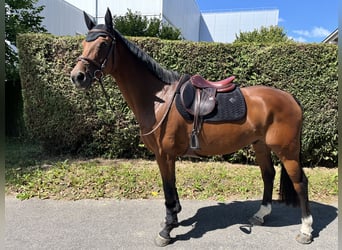 KWPN, Gelding, 9 years, 16,1 hh, Brown