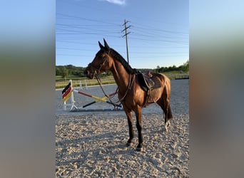 KWPN, Gelding, 9 years, 16,1 hh, Brown