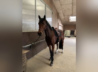 KWPN, Gelding, 9 years, 16,1 hh, Brown