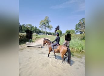 KWPN, Gelding, 9 years, 16,1 hh, Brown