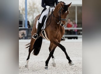 KWPN, Gelding, 9 years, 16,1 hh, Brown-Light