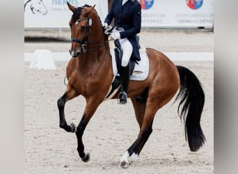 KWPN, Gelding, 9 years, 16,1 hh, Brown-Light