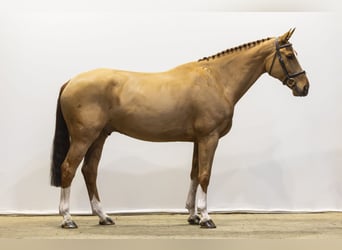 KWPN, Gelding, 9 years, 16,1 hh, Chestnut-Red