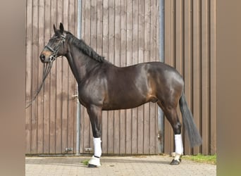 KWPN, Gelding, 9 years, 16,2 hh, Bay-Dark