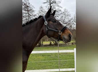 KWPN, Gelding, 9 years, 16,2 hh, Brown